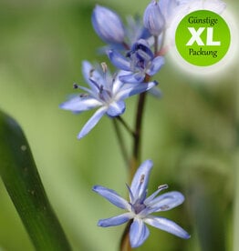 Blaustern (Zweiblättriger)  Scilla bifolia - XL-Vorteilspackung