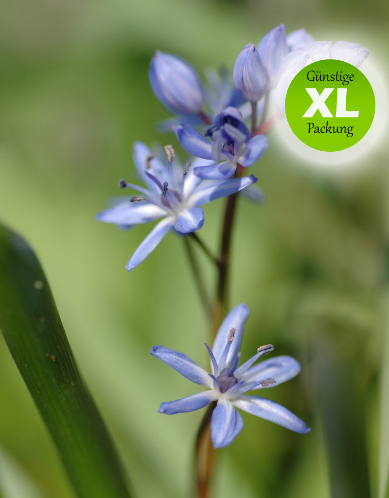 Blaustern (Zweiblättriger)  Scilla bifolia (Zweiblättriger Blaustern) - Stinsenpflanze - Günstige XL-Packung