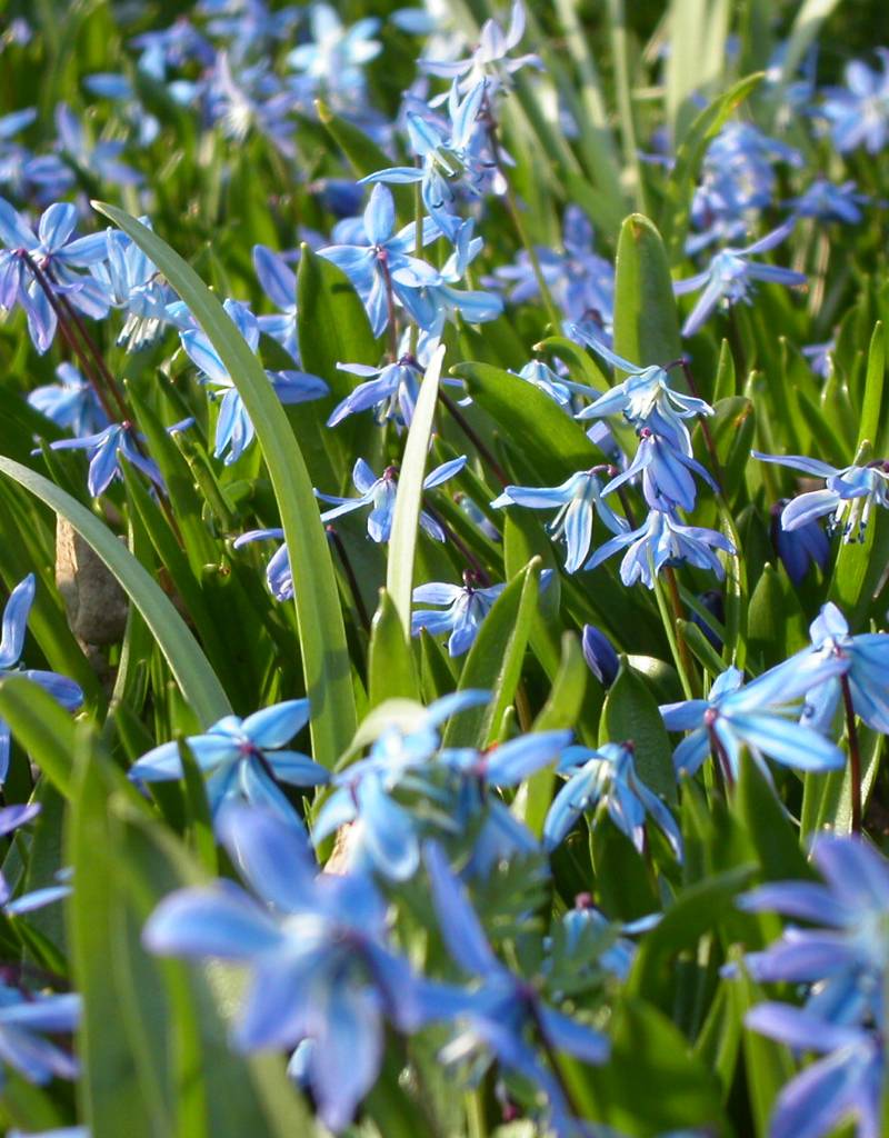 Blaustern (Sibirischer)  Scilla siberica (Sibirischer Blaustern) - Stinsenpflanze - 250 Stück für 10m2 - Günstige XL-Packung