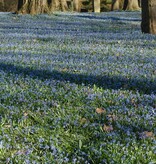 Blaustern (Sibirischer)  Scilla siberica (Sibirischer Blaustern) - Stinsenpflanze - 250 Stück für 10m2 - Günstige XL-Packung