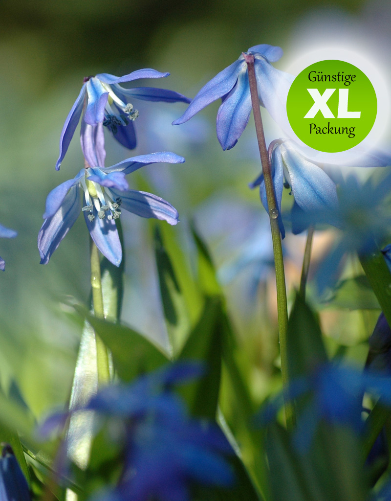 Blaustern (Sibirischer)  Scilla siberica (Sibirischer Blaustern) - Stinsenpflanze - 250 Stück für 10m2 - Günstige XL-Packung
