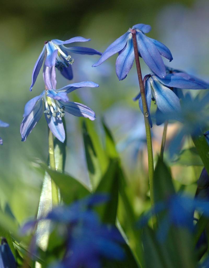 Blaustern (Sibirischer)  Scilla siberica, Bio (Sibirischer Blaustern) - Stinsenpflanze, BIO - Günstige XL-Packung