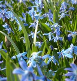 Blaustern (Sibirischer)  Scilla siberica, Bio (Sibirischer Blaustern) - Stinsenpflanze, BIO - Günstige XL-Packung