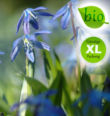 Blaustern (Sibirischer)  Scilla siberica, Bio (Sibirischer Blaustern) - Stinsenpflanze, BIO - Günstige XL-Packung