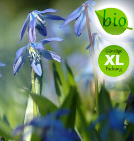 Blaustern (Sibirischer)  Scilla siberica, BIO - XL-Vorteilspackung