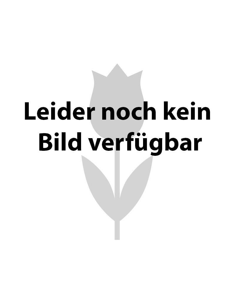 Tulpe  Tulipa 'Alison Bradley', BIO - Günstige XL-Packung