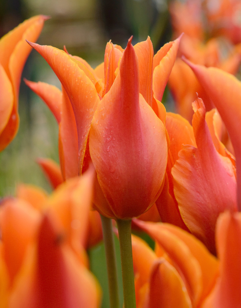 Tulpe  Tulipa 'Ballerina', BIO - XL-Vorteilspackung