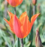 Tulpe  Tulipa 'Ballerina', BIO - Günstige XL-Packung