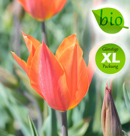 Tulpe  Tulipa 'Ballerina', BIO - XL-Vorteilspackung