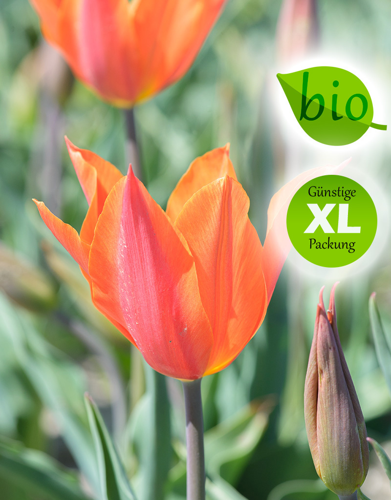 Tulpe  Tulipa 'Ballerina', BIO - Günstige XL-Packung