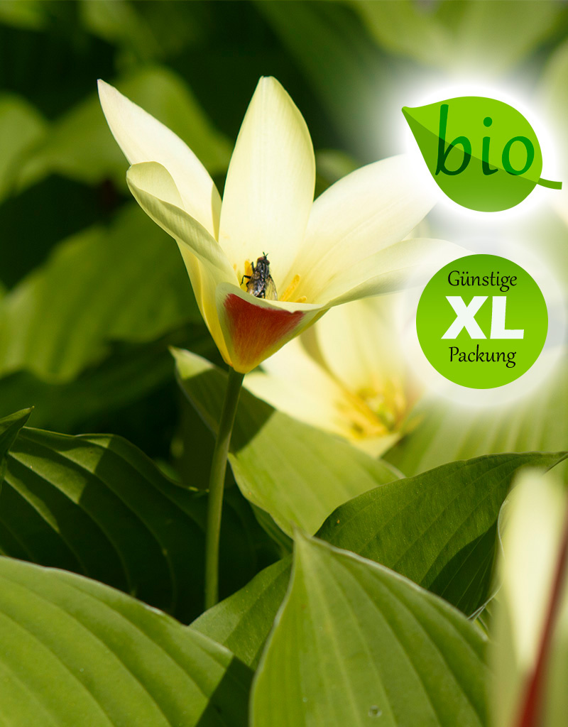 Tulpe  Tulipa clusiana var. chrysantha, BIO (Tulpe) - Günstige XL-Packung