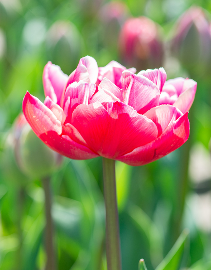 Tulpe  Tulipa 'Columbus', BIO - Günstige XL-Packung