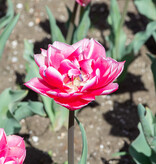 Tulpe  Tulipa 'Columbus', BIO - XL-Vorteilspackung