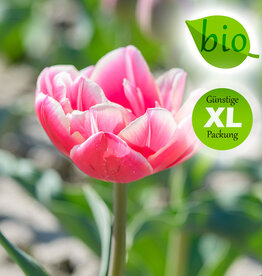 Tulpe  Tulipa 'Columbus', BIO - XL-Vorteilspackung
