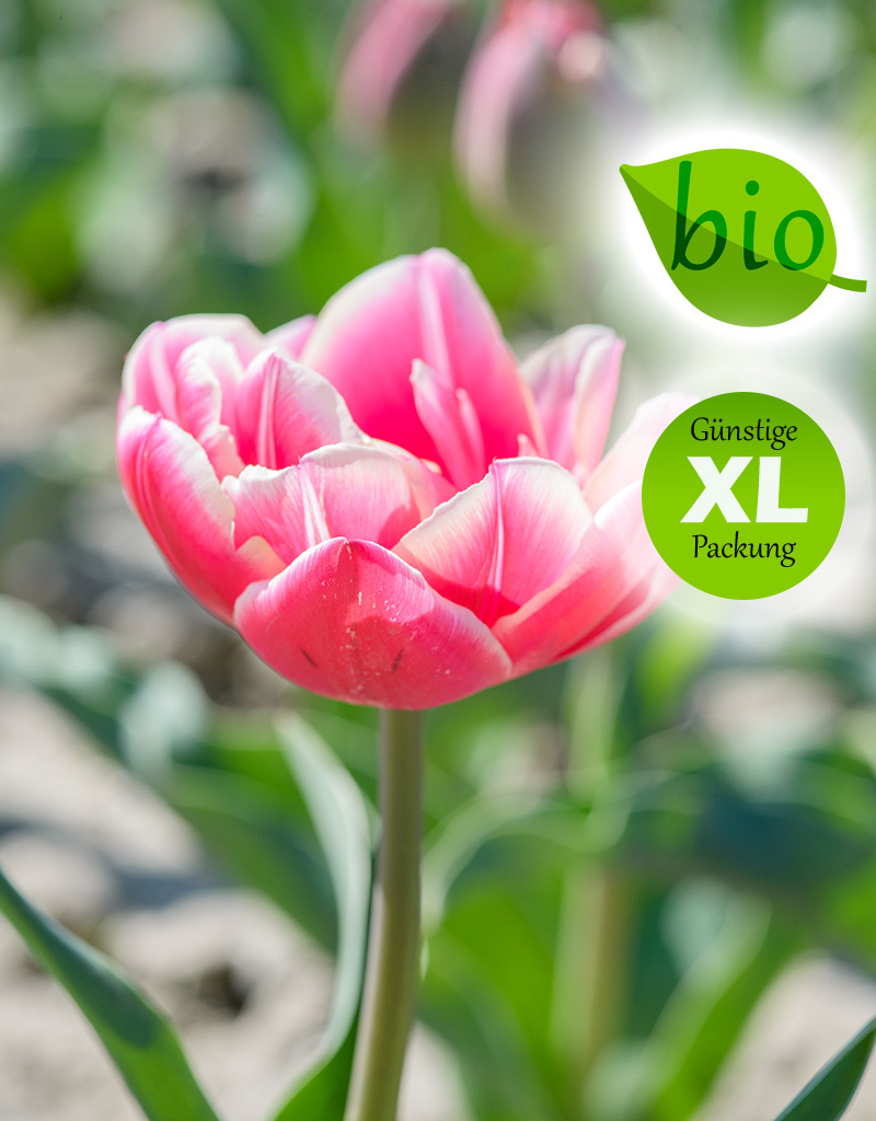 Tulpe  Tulipa 'Columbus', BIO - XL-Vorteilspackung