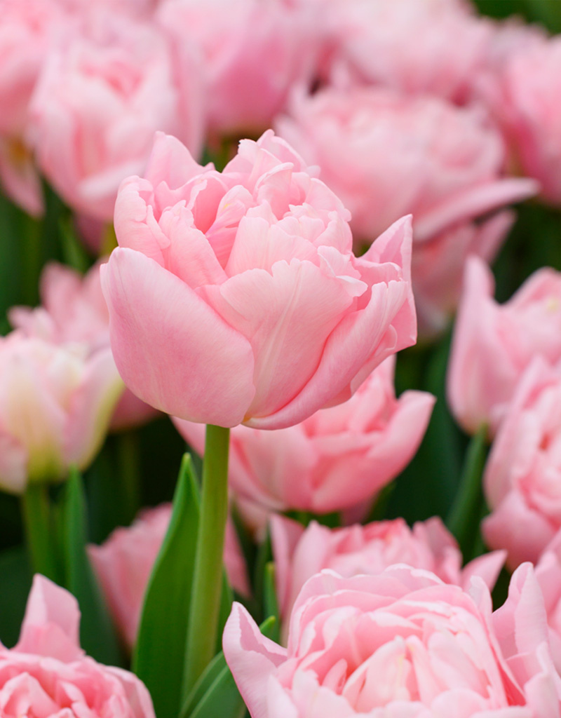 Tulpe  Tulipa 'Dreamer', BIO  - XL-Vorteilspackung