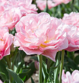 Tulpe  Tulipa 'Dreamer', BIO  - Günstige XL-Packung