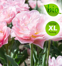 Tulpe  Tulipa 'Dreamer, BIO  - XL-Vorteilspackung
