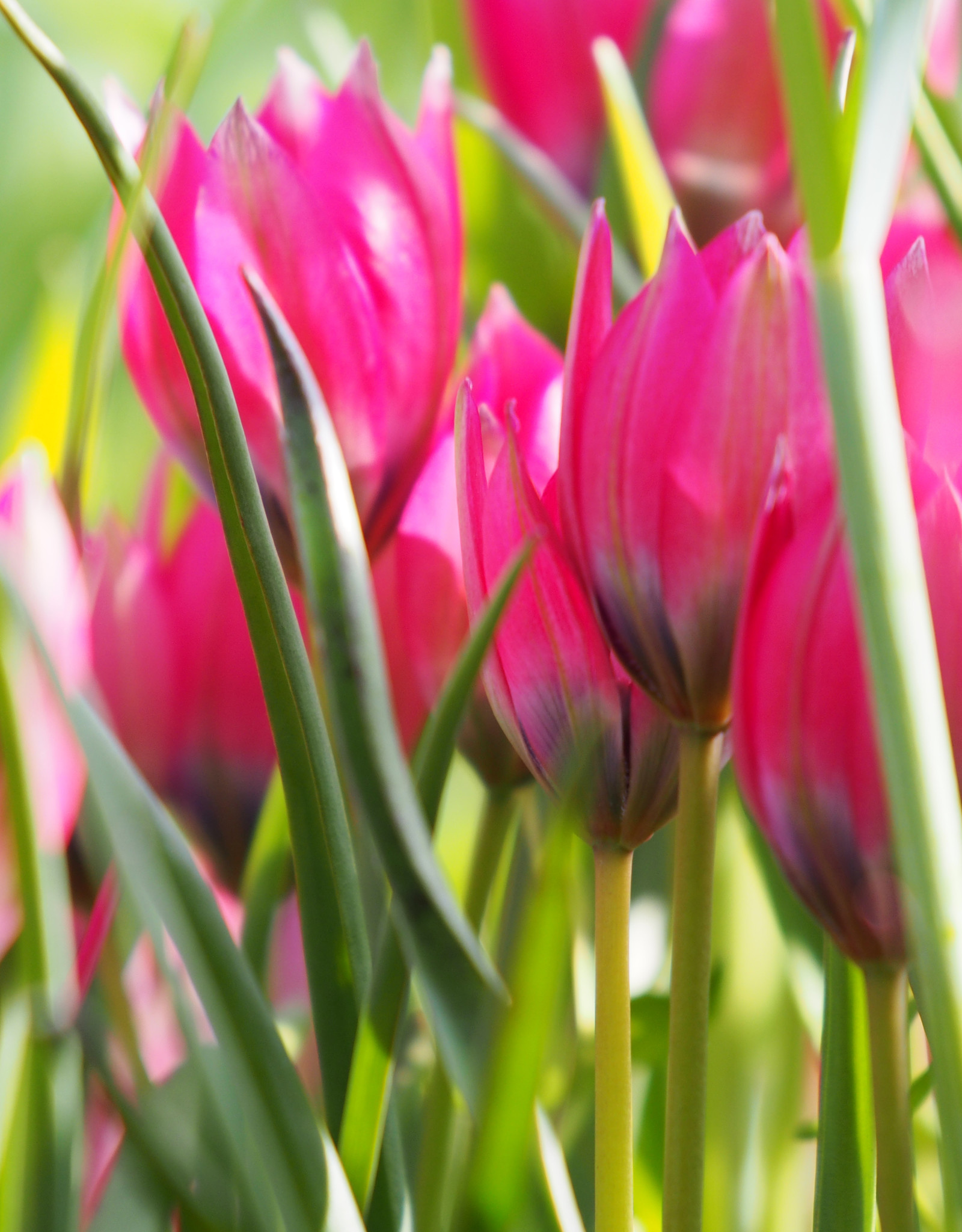 Tulpe  Tulipa 'Little Beauty', BIO - XL-Vorteilspackung