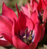 Tulpe  Tulipa 'Little Beauty', BIO - XL-Vorteilspackung
