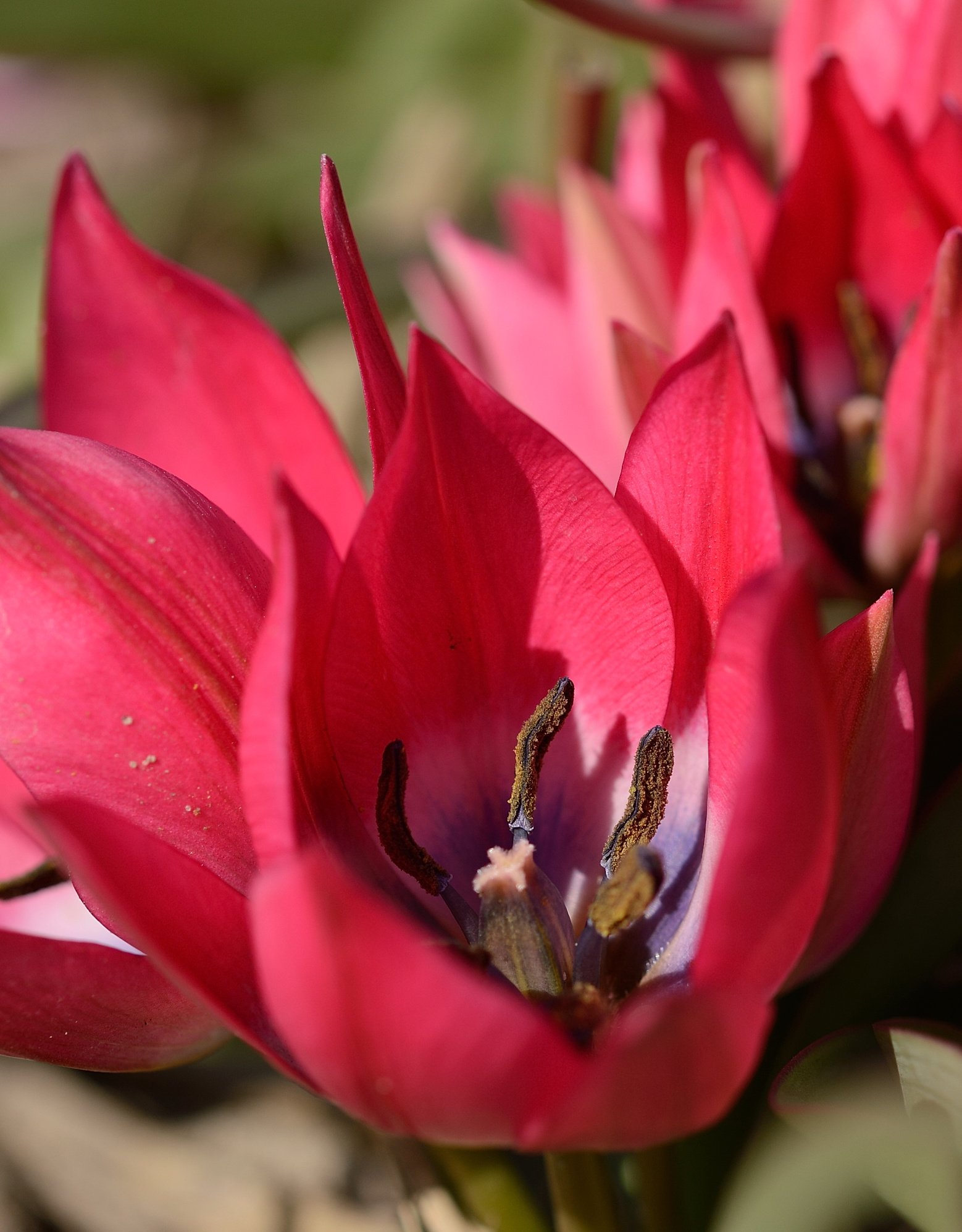 Tulpe  Tulipa 'Little Beauty', BIO - Günstige XL-Packung