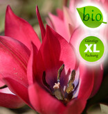 Tulpe  Tulipa 'Little Beauty', BIO - Günstige XL-Packung