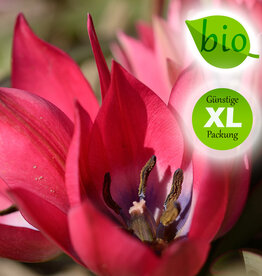 Tulpe  Tulipa 'Little Beauty', BIO - XL-Vorteilspackung