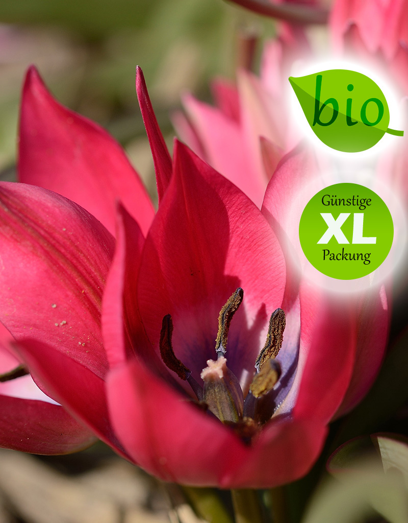 Tulpe  Tulipa 'Little Beauty', BIO - Günstige XL-Packung