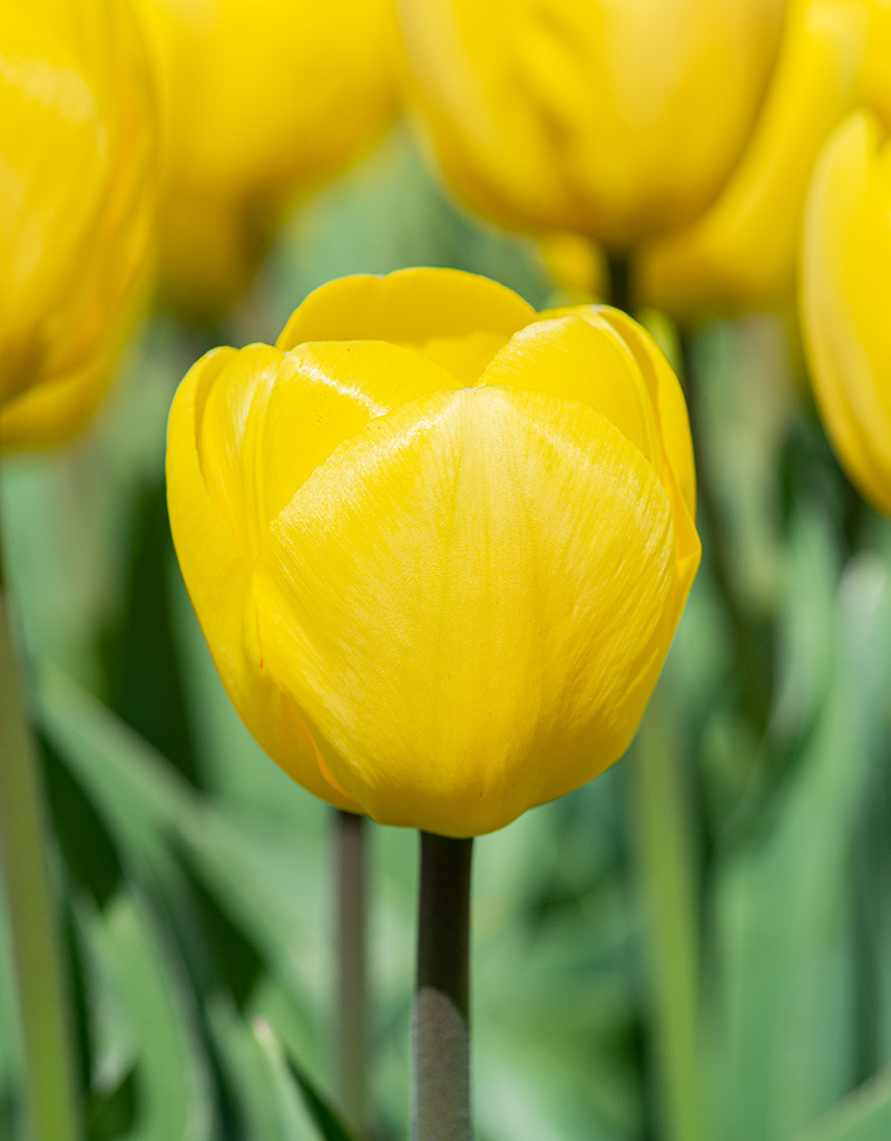 Tulpe  Tulipa 'Novi Sun', BIO - Günstige XL-Packung