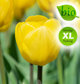 Tulpe  Tulipa 'Novi Sun', BIO - Günstige XL-Packung