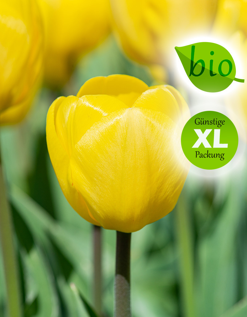 Tulpe  Tulipa 'Novi Sun', BIO - Günstige XL-Packung