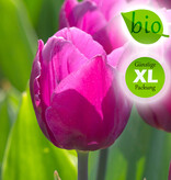 Tulpe  Tulipa 'Purple Prince', BIO - Günstige XL-Packung