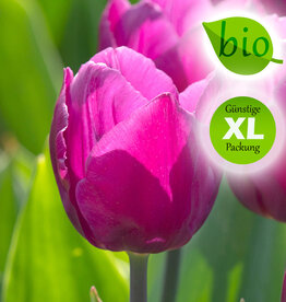 Tulpe  Tulipa 'Purple Prince', BIO - XL-Vorteilspackung