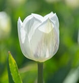 Tulpe  Tulipa 'Royal Virgin', BIO - Günstige XL-Packung
