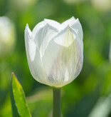 Tulpe  Tulipa 'Royal Virgin', BIO - XL-Vorteilspackung