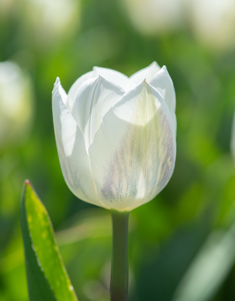 Tulpe  Tulipa 'Royal Virgin', BIO - XL-Vorteilspackung