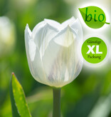 Tulpe  Tulipa 'Royal Virgin', BIO - XL-Vorteilspackung