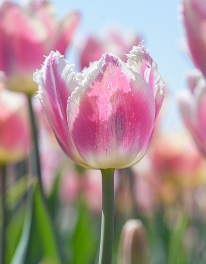 Tulpe  Tulipa 'Siesta', BIO - Günstige XL-Packung