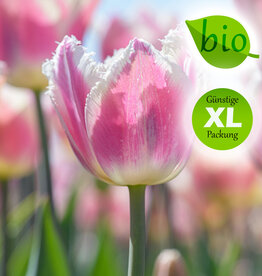Tulpe  Tulipa 'Siesta', BIO - XL-Vorteilspackung