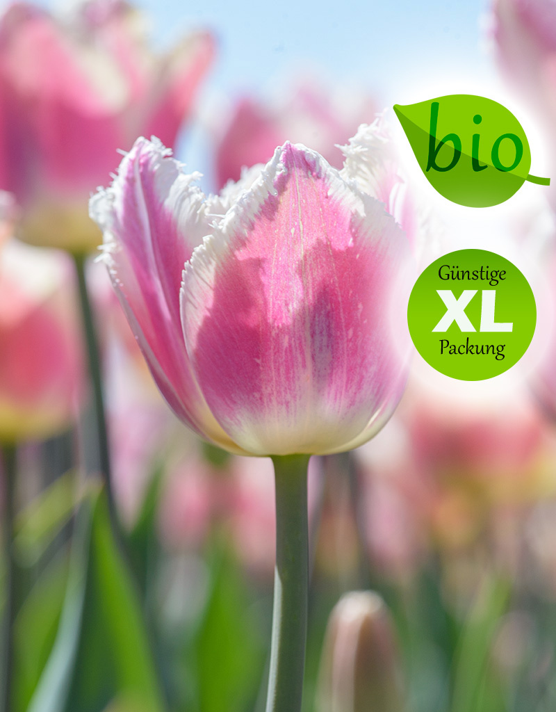 Tulpe  Tulipa 'Siesta', BIO - Günstige XL-Packung