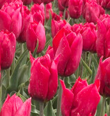 Tulpe  Tulipa 'Strong Love', BIO - XL-Vorteilspackung