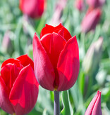 Tulpe  Tulipa 'Strong Love', BIO - Günstige XL-Packung