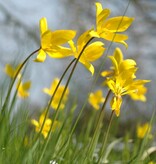 Tulpe (Wald)  Tulipa sylvestris (Wald-Tulpe) - Stinsenpflanze, BIO - Günstige XL-Packung