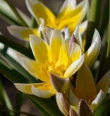 Tulpe (Wild)  Tulipa tarda, BIO - XL-Vorteilspackung