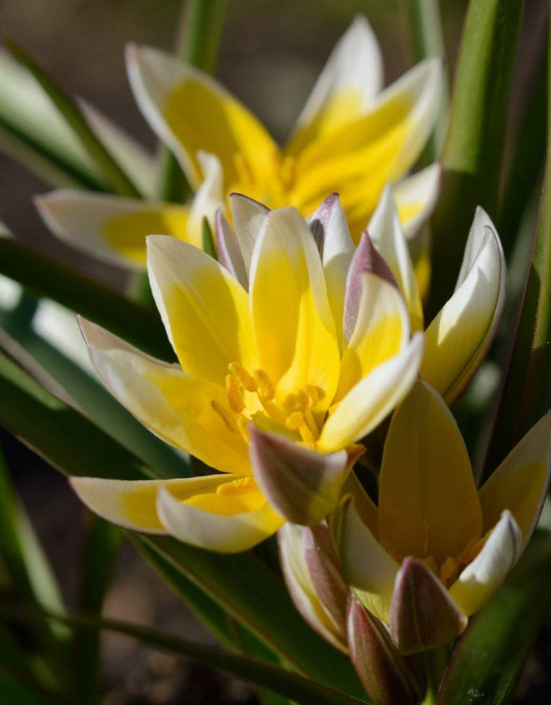 Tulpe (Wild)  Tulipa tarda, BIO - Günstige XL-Packung