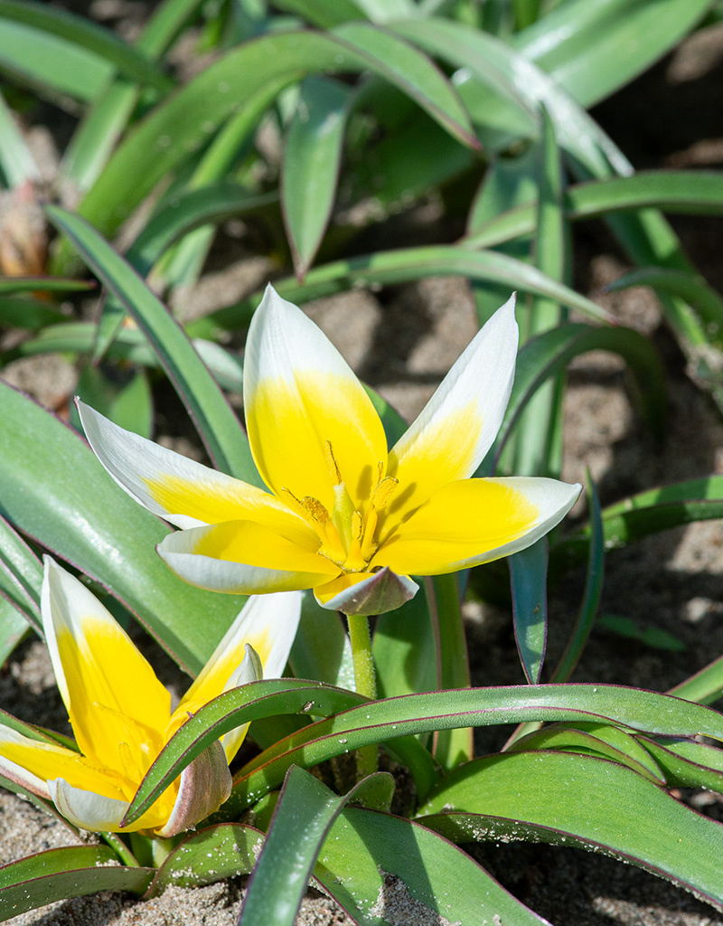 Tulpe (Wild)  Tulipa tarda, BIO - XL-Vorteilspackung