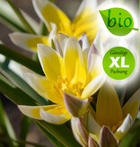 Tulpe (Wild)  Tulipa tarda, BIO - Günstige XL-Packung