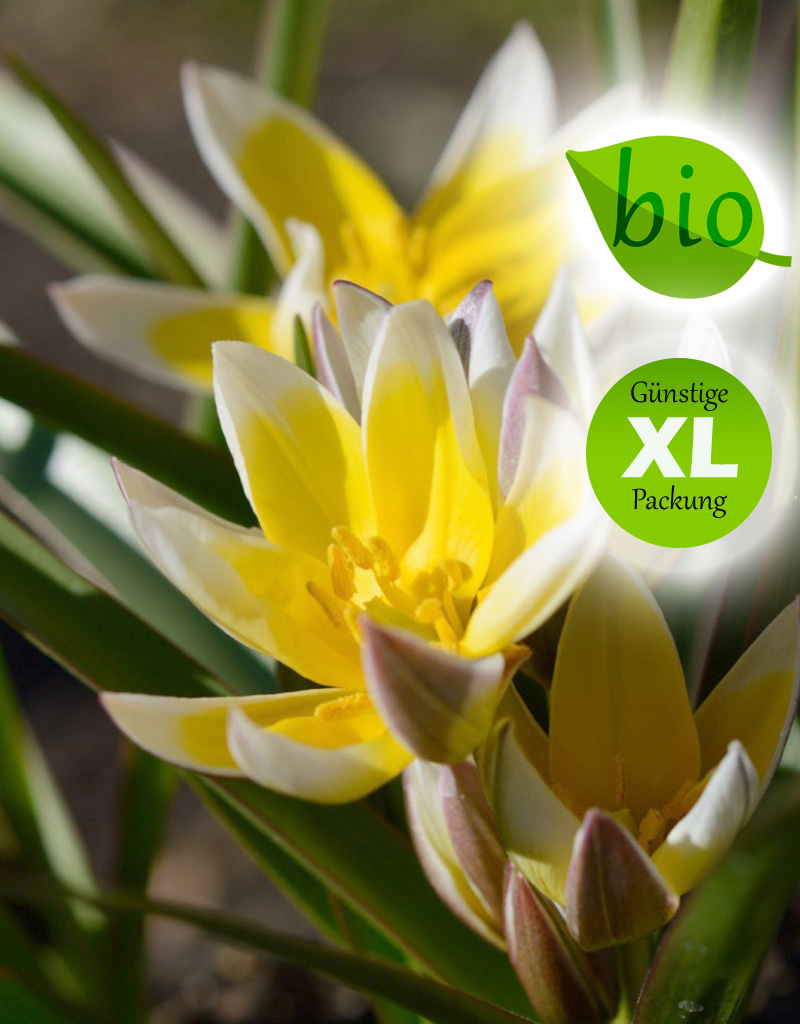 Tulpe (Wild)  Tulipa tarda, BIO - XL-Vorteilspackung