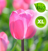 Tulpe  Tulipa 'Tineke van der Meer', BIO - Günstige XL-Packung