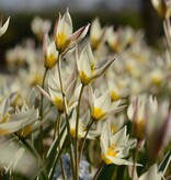 Tulpe (Wild)  Tulipa turkestanica, BIO - XL-Vorteilspackung